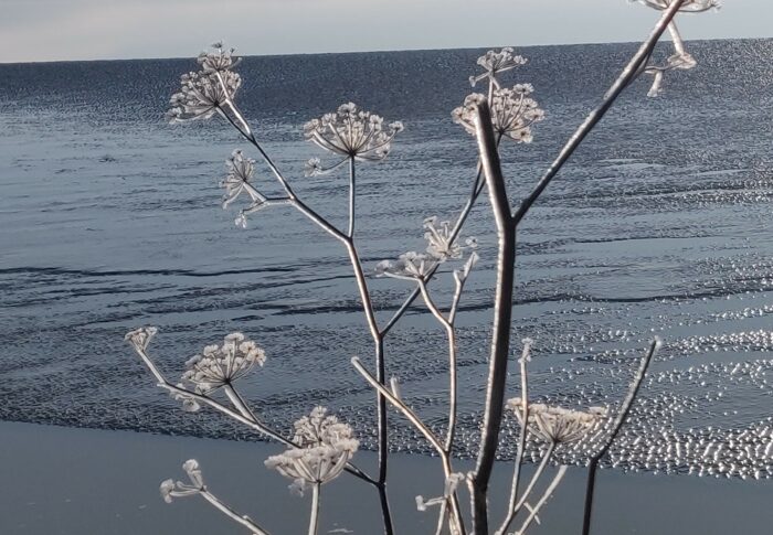 Réveillon de la St Sylvestre dans la baie du Mont St Michel