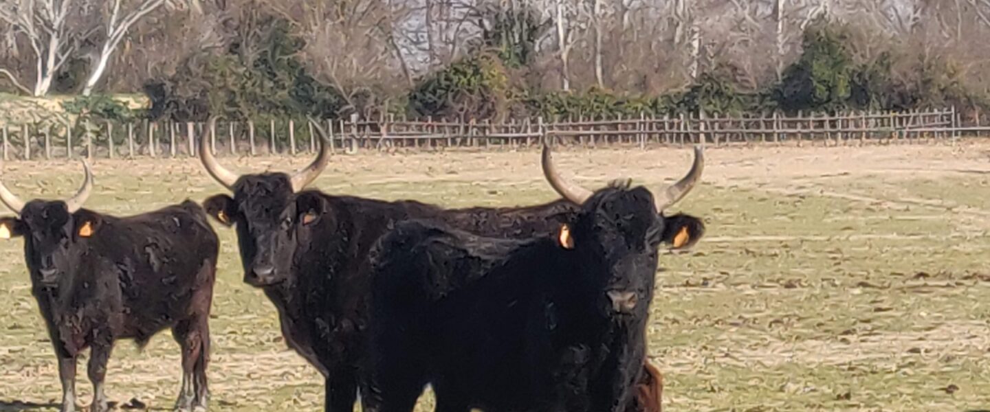 7 Février 2022 En route pour la Camargue!!!
