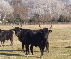7 Février 2022 En route pour la Camargue!!!