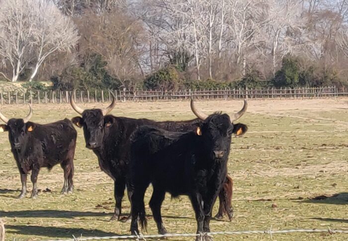 7 Février 2022 En route pour la Camargue!!!