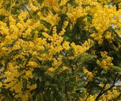 19 et 20 Mars 2022 Magesq