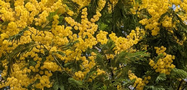 19 et 20 Mars 2022 Magesq